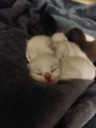 6 britisch kurzhaar suchen ein Zuhause