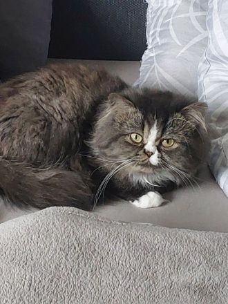 4 britisch Langhaar suchen ein Zuhause