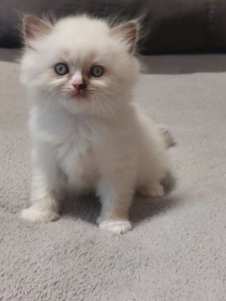 4 britisch Langhaar suchen ein Zuhause