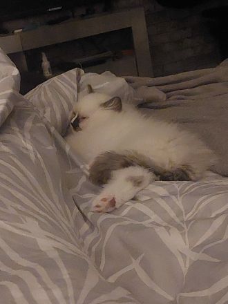 4 britisch Langhaar suchen ein Zuhause