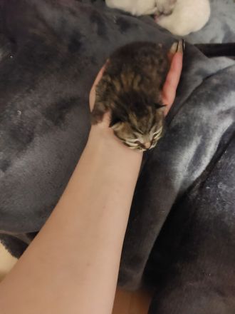 6 britisch kurzhaar suchen ein Zuhause