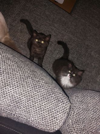 2 britisch kurzhaar suchen dringend ein Zuhause