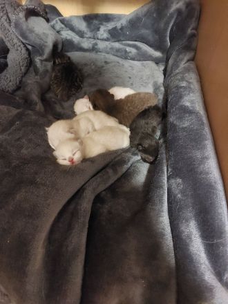 6 britisch kurzhaar suchen ein Zuhause