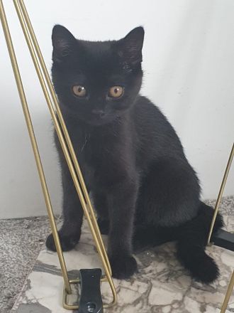 Süße BKH Kater abzugeben