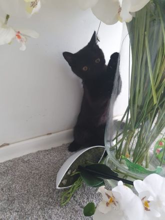 Süße BKH Kater abzugeben