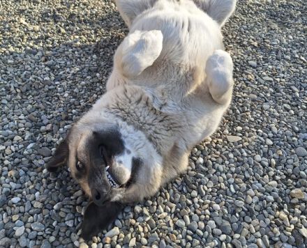Wirbelwind Monty sucht sein Gegenstück