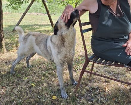 Wirbelwind Monty sucht sein Gegenstück