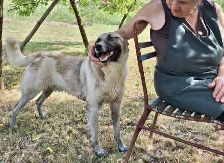 Wirbelwind Monty sucht sein Gegenstück
