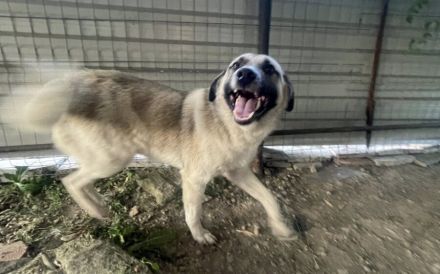 Wirbelwind Monty sucht sein Gegenstück