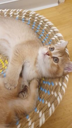 BKH Kitten reinrassig golden