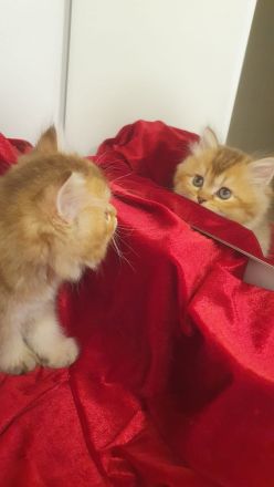 BKH Kitten reinrassig golden