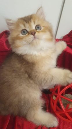BKH Kitten reinrassig golden