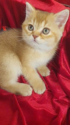 BKH Kitten reinrassig golden