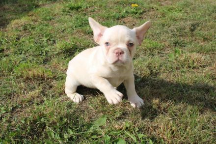 Französische Bulldogge Welpen