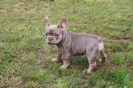 Französische Bulldogge Welpen