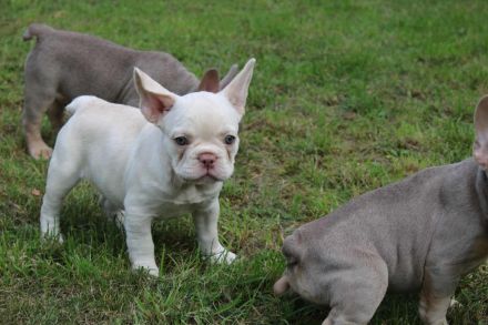 Französische Bulldogge Welpen