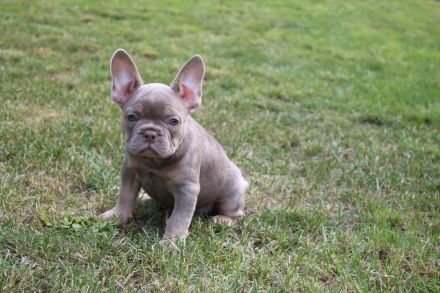 Französische Bulldogge Welpen
