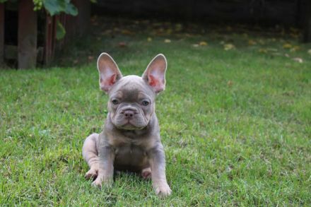 Französische Bulldogge Welpen