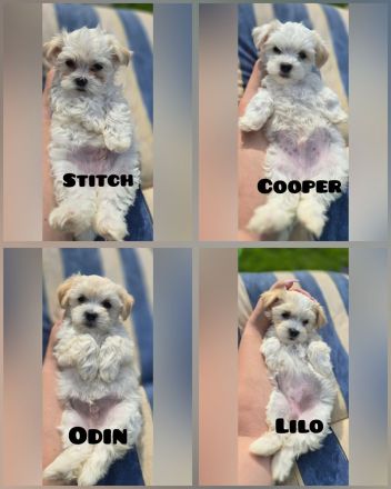 Havaneser-Malteser Welpen