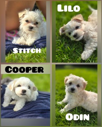 Havaneser-Malteser Welpen