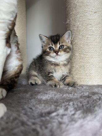 Britisch Kurzhaar Kitten Kater
