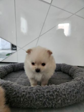 Pomeranian/Zwergspitz Welpen