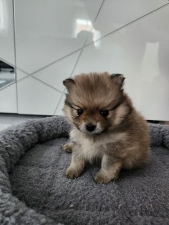 Pomeranian/Zwergspitz Welpen
