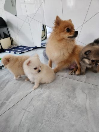 Pomeranian/Zwergspitz Welpen