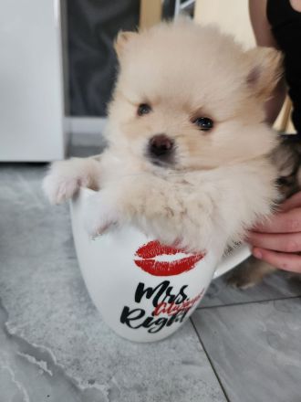 Pomeranian/Zwergspitz Welpen