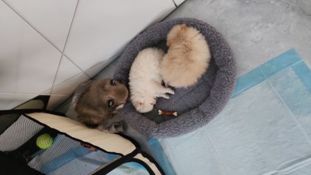 Pomeranian/Zwergspitz Welpen