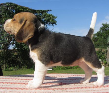 verspielte vitale reinrassige Beagle Welpen Rüden suchen ab dem 03.10.2025 ein liebes zu Hause