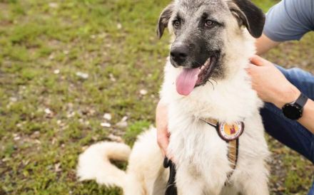 Herzensbrecher Tommy sucht seine Menschen