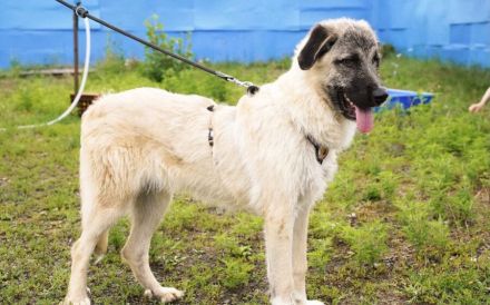 Herzensbrecher Tommy sucht seine Menschen