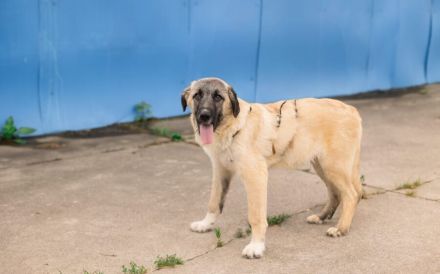 Herzensbrecher Tommy sucht seine Menschen