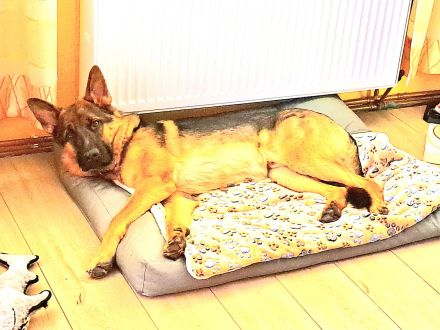 Deutscher Schäferhund Rüde