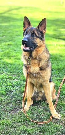 Deutscher Schäferhund Rüde