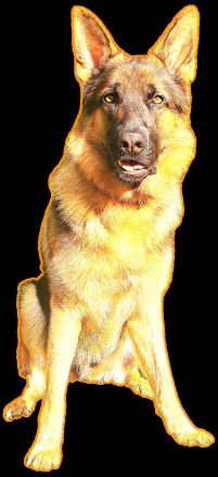 Deutscher Schäferhund Rüde