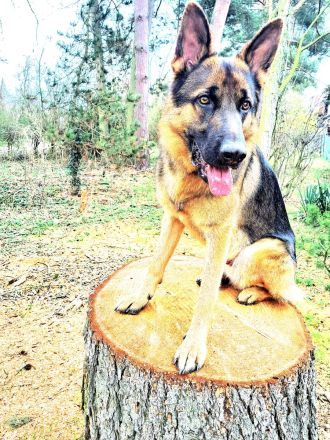 Deutscher Schäferhund Rüde