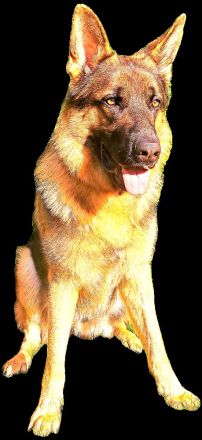 Deutscher Schäferhund Rüde