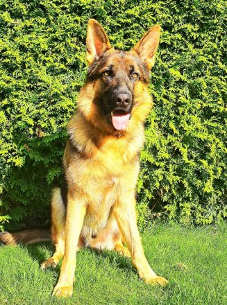 Deutscher Schäferhund Rüde