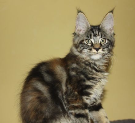 Traumschloss gesucht .....