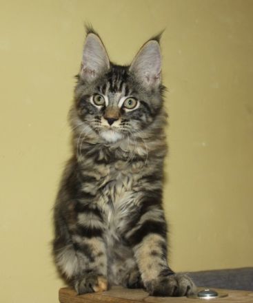 Traumschloss gesucht .....