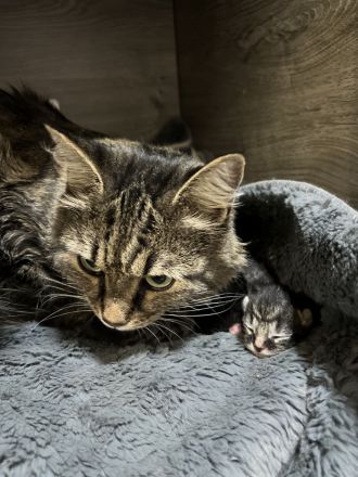 Maine Coon, Kitten abzugeben, Katzenbabys, Babykatzen, Langhaarkatze, Hauskatze, Kätzchen