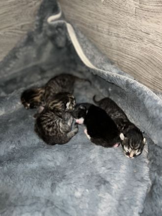 Maine Coon, Kitten abzugeben, Katzenbabys, Babykatzen, Langhaarkatze, Hauskatze, Kätzchen