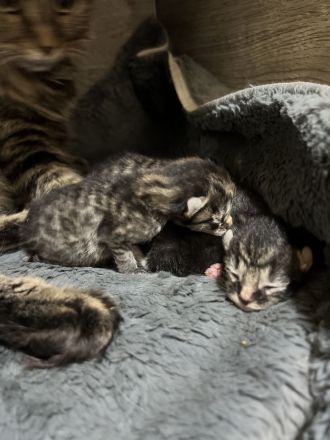 Maine Coon, Kitten abzugeben, Katzenbabys, Babykatzen, Langhaarkatze, Hauskatze, Kätzchen