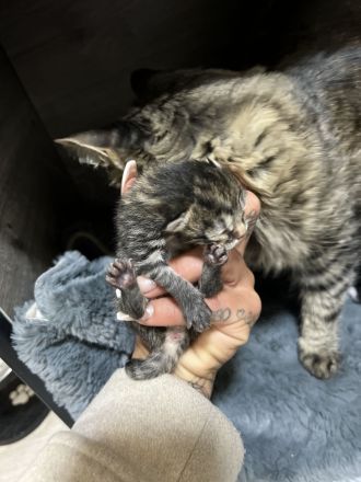 Maine Coon, Kitten abzugeben, Katzenbabys, Babykatzen, Langhaarkatze, Hauskatze, Kätzchen