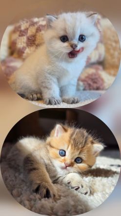 Bärchen Brüder BKH Britisch Kurzhaar