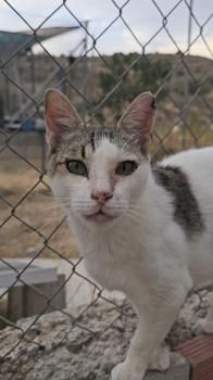 Gus, Einohrkater und FelV positiv