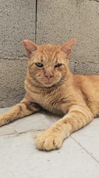 Tokio, FIV positiv