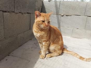 Tokio, FIV positiv